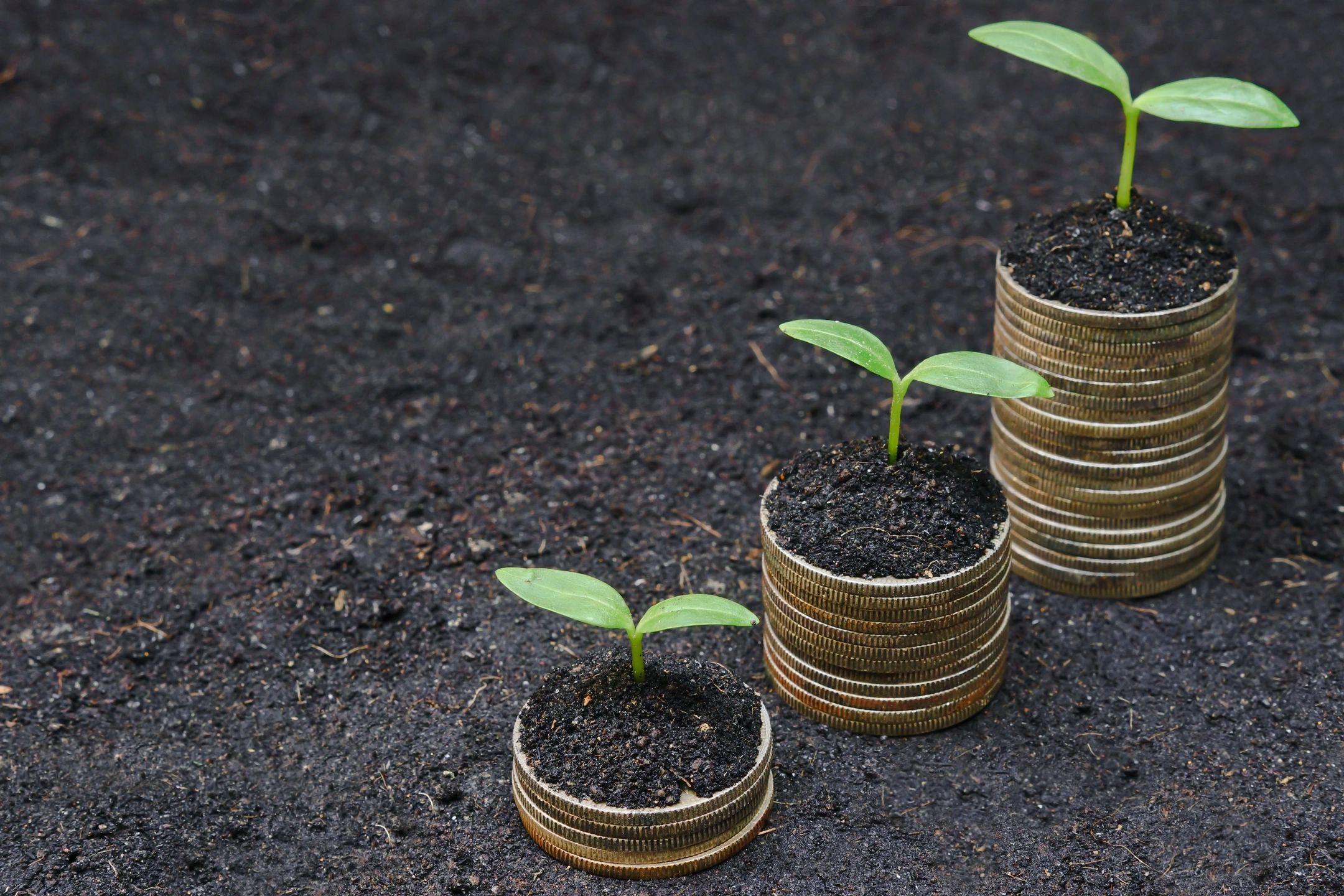 Long term wealth creation concept showing growing coin stacks with plants symbolizing compounding investment growth